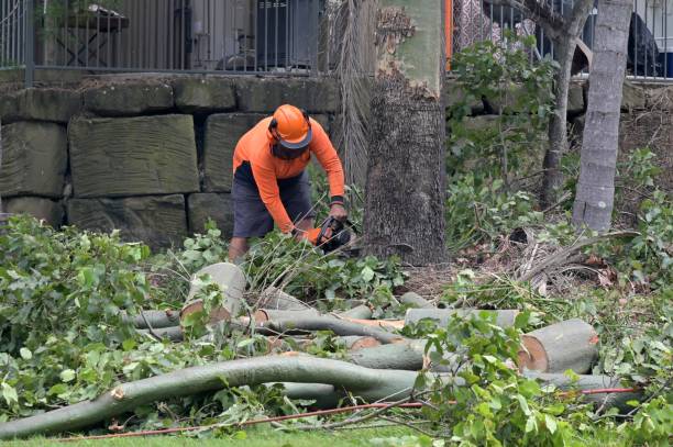 Atwater, CA Tree Services Company